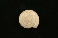 臺灣鱗盾蝸牛藏品圖，第1張